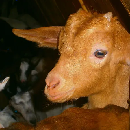 Miramonti Turismo Rurale Hotel Seùlo