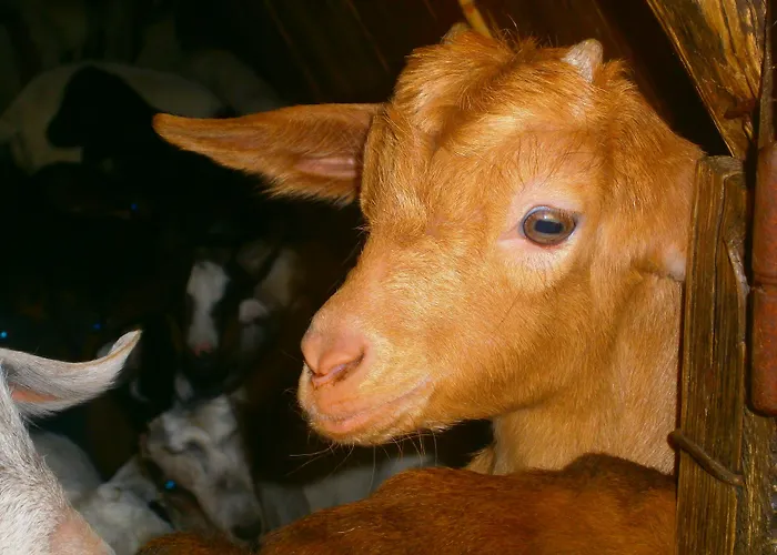 Miramonti Turismo Rurale Hotel Seùlo